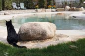 A black cat sitting on the grass, gazing at a serene pool with natural stone accents, surrounded by greenery and lounge chairs in the background.