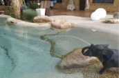 Stylish outdoor pool with a playful elephant water feature, surrounded by decorative rocks, and a patio area with sculptures and seating.